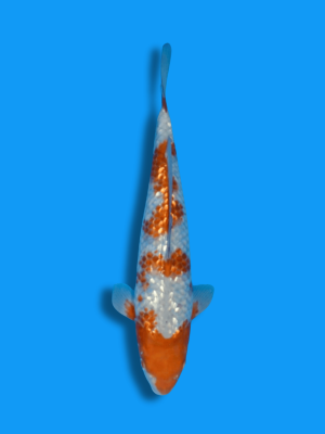 Ginrin Ochiba Shigure | Koi&Co.